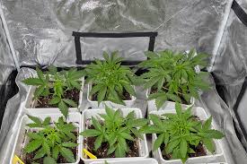The Chiquita Banana Strain A Fruity Delight for Cannabis Enthusiasts