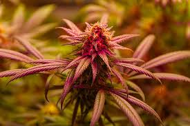 The Chiquita Banana Strain A Fruity Delight for Cannabis Enthusiasts